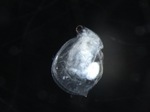 Ceriodaphnia dubia.jpg